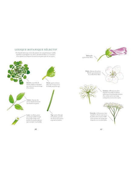 CUISINER LES PLANTES SAUVAGES DU JARDIN