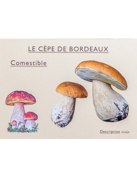 JEU J’APPRENDS A RECONNAITRE LES CHAMPIGNONS
