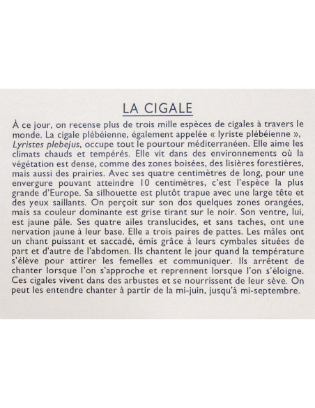 JEU J’APPRENDS A RECONNAITRE LES INSECTES