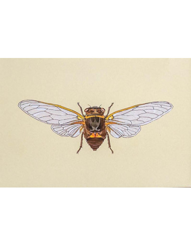 JEU J’APPRENDS A RECONNAITRE LES INSECTES