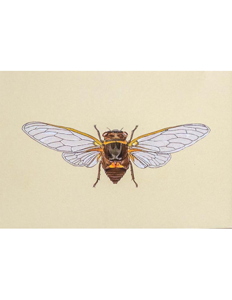 JEU J’APPRENDS A RECONNAITRE LES INSECTES