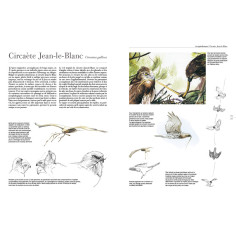 Tout savoir sur le comportement des oiseaux d'Europe 2