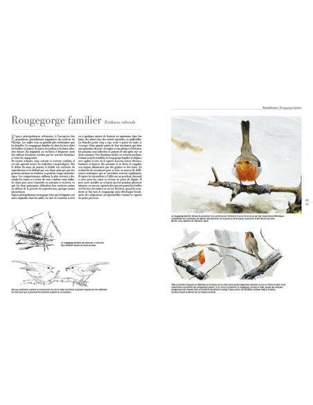 Tout savoir sur le comportement des oiseaux d'Europe