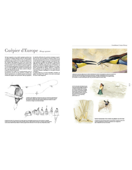 Tout savoir sur le comportement des oiseaux d'Europe