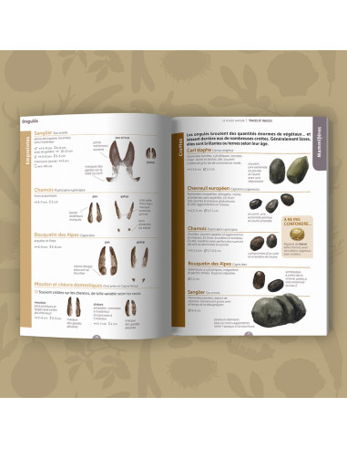 reconnaitre les traces et les indices dans la nature