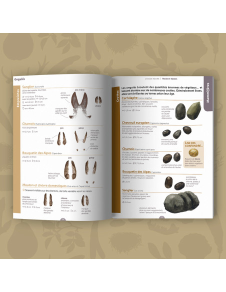 reconnaitre les traces et les indices dans la nature