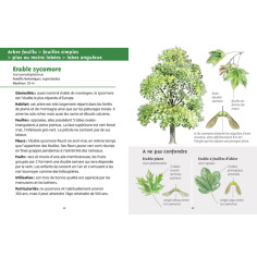 découvrir les arbres 2