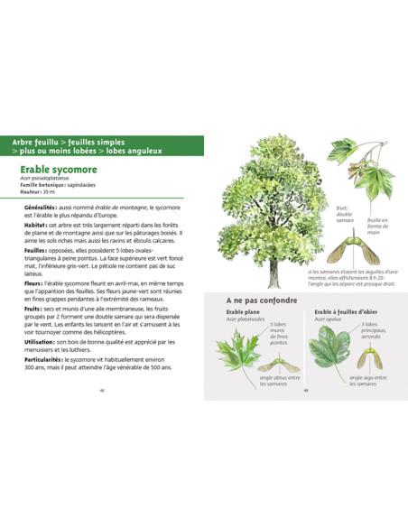 découvrir les arbres découvrir les arbres