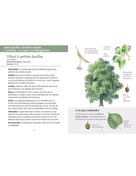 découvrir les arbres découvrir les arbres