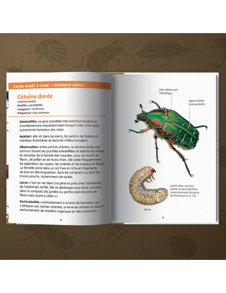 tout savoir sur les coléoptères