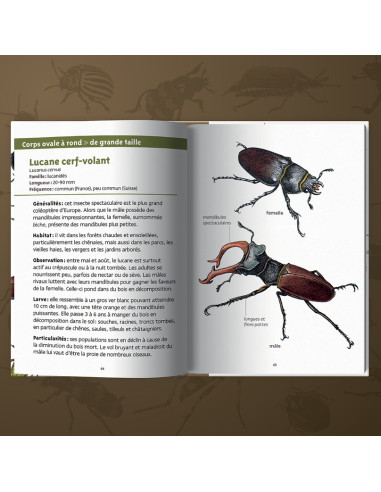 tout savoir sur les coléoptères