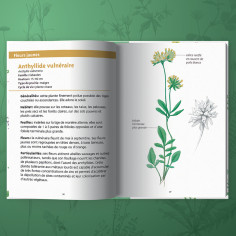 guide des fleurs des prairies 2