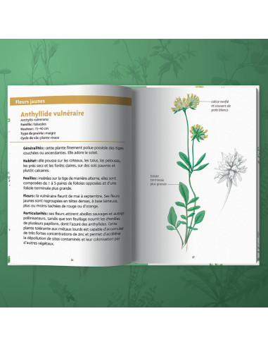 guide des fleurs des prairies