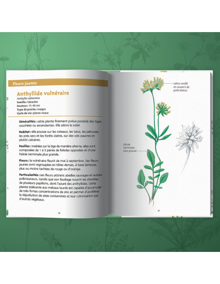 guide des fleurs des prairies