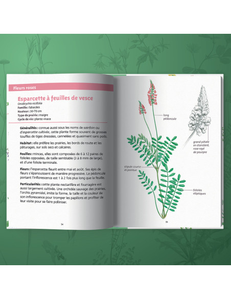 guide des fleurs des prairies