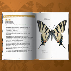 mini guide de découverte des papillons 2