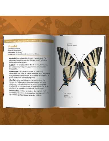 mini guide de découverte des papillons