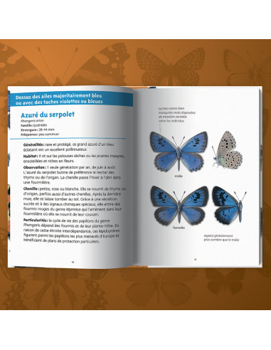 mini guide de découverte des papillons