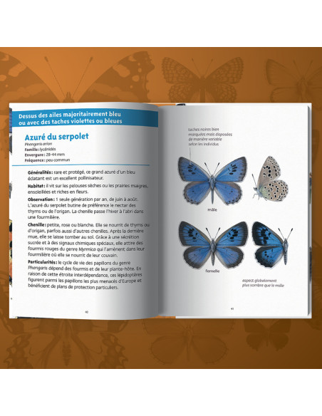 mini guide de découverte des papillons