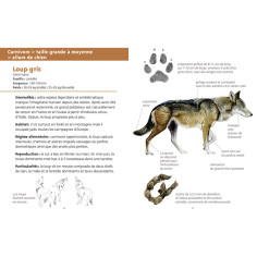 mammifères de nos régions 2
