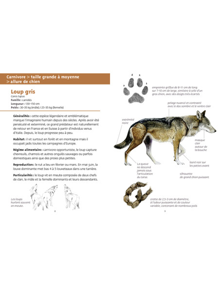 mammifères de nos régions