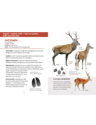 mammifères de nos régions