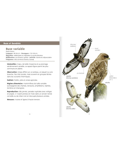 Rapaces - Les petits livres nature