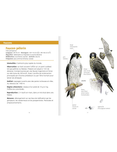 Rapaces - Les petits livres nature