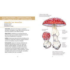 guide de champignons des forêts 2