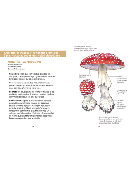 guide de champignons des forêts