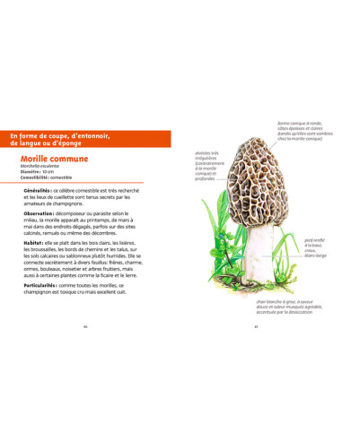 guide de champignons des forêts