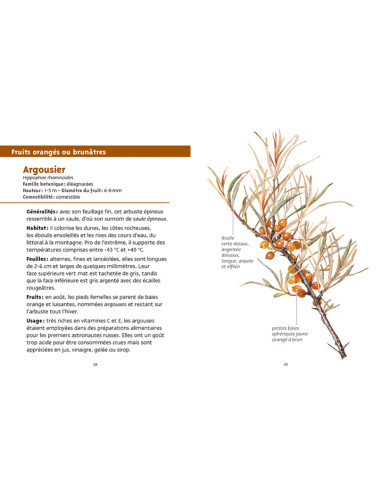 petits fruits et baies de la nature