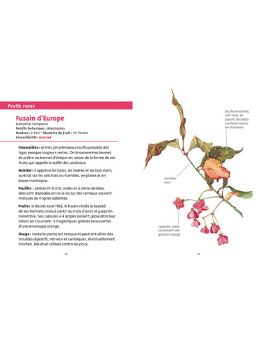 petits fruits et baies de la nature