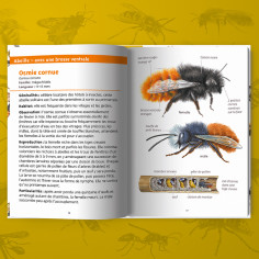 ABEILLES ET GUEPES - PETITS LIVRES NATURE 2