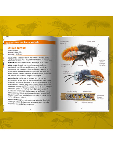 ABEILLES ET GUEPES - PETITS LIVRES NATURE