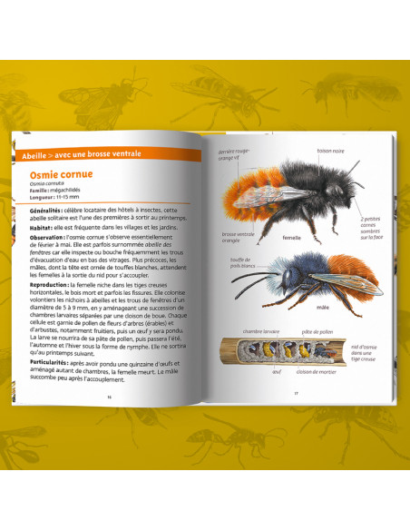 ABEILLES ET GUEPES - PETITS LIVRES NATURE