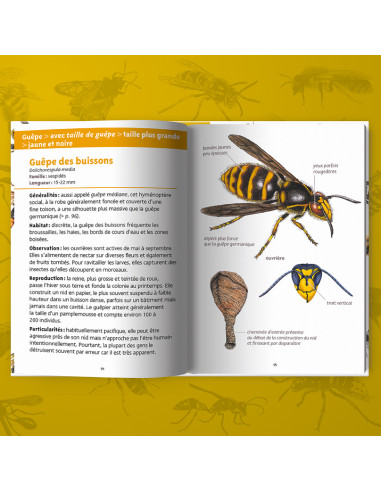ABEILLES ET GUEPES - PETITS LIVRES NATURE