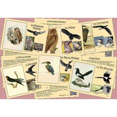 reconnaitre les oiseaux et leurs chants 2