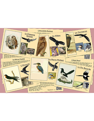 reconnaitre les oiseaux et leurs chants