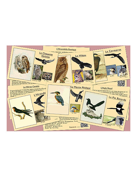 reconnaitre les oiseaux et leurs chants