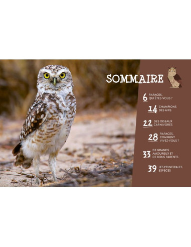 Tout savoir sur les rapaces