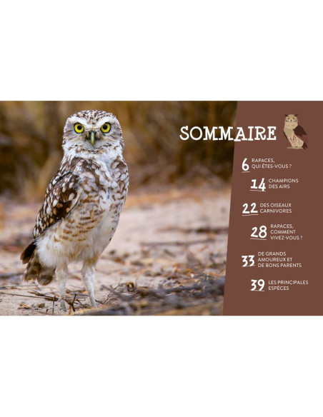 Tout savoir sur les rapaces