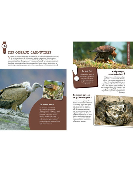 Tout savoir sur les rapaces