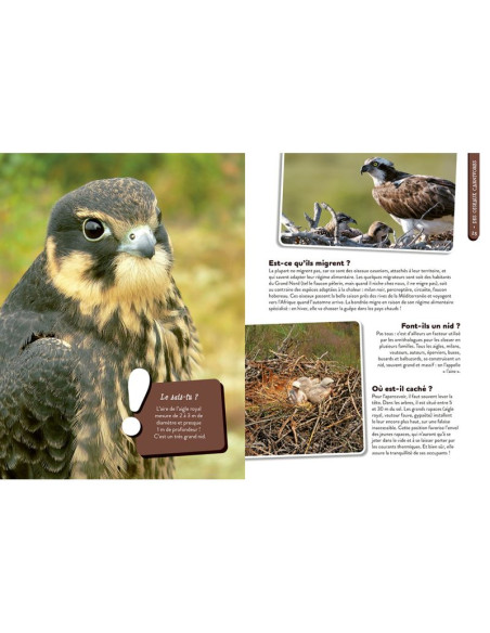 Tout savoir sur les rapaces