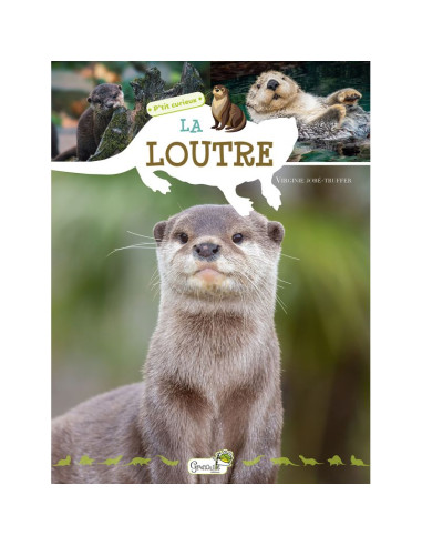 la loutre pour les p'tits  curieux