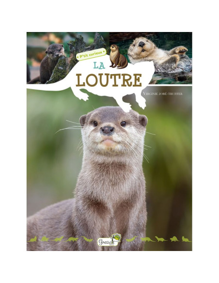 la loutre pour les p'tits  curieux