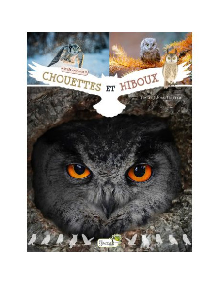 hiboux et chouettes pour les petits curieux