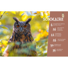 hiboux et chouettes pour les petits curieux 2