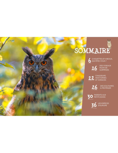 hiboux et chouettes pour les petits curieux