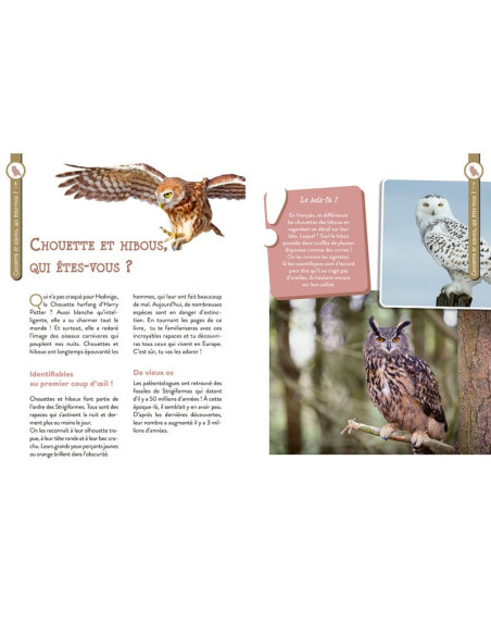 hiboux et chouettes pour les petits curieux